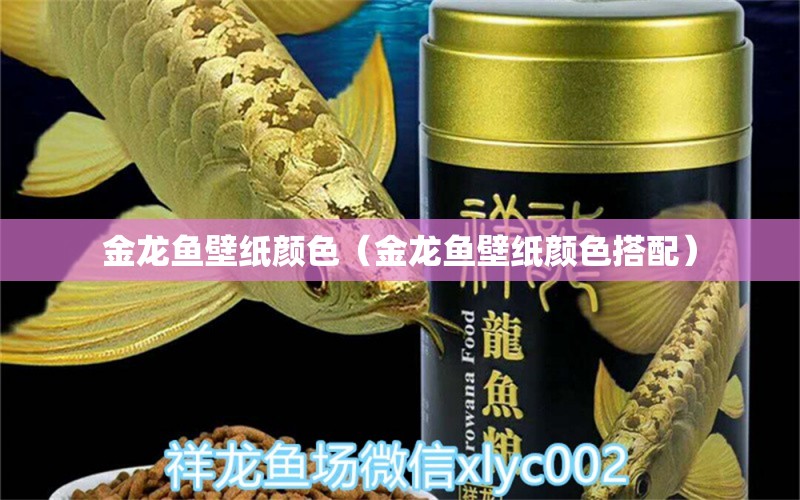 金龍魚壁紙顏色（金龍魚壁紙顏色搭配） 羅漢魚批發(fā)