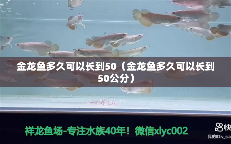 金龍魚多久可以長(zhǎng)到50（金龍魚多久可以長(zhǎng)到50公分）