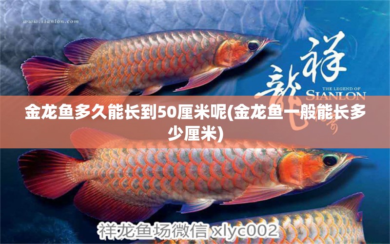 金龍魚多久能長(zhǎng)到50厘米呢(金龍魚一般能長(zhǎng)多少厘米) 杰西卡恐龍魚 第1張