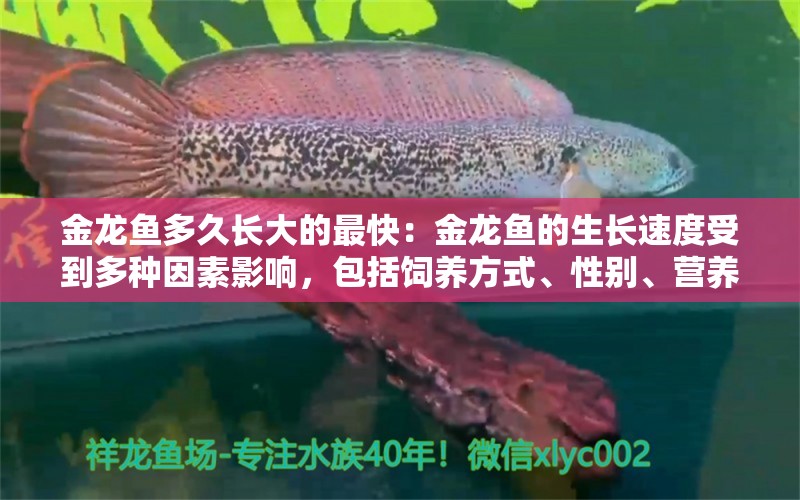 金龍魚多久長大的最快：金龍魚的生長速度受到多種因素影響，包括飼養(yǎng)方式、性別、營養(yǎng)攝入等 龍魚百科 第1張