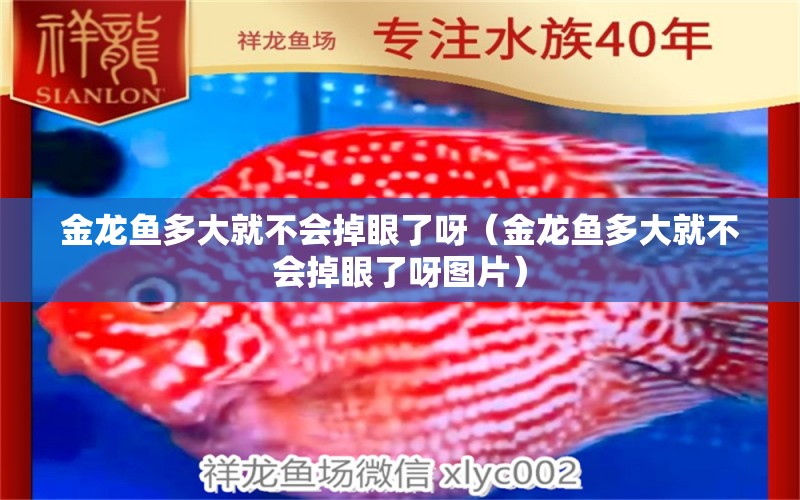 金龍魚多大就不會掉眼了呀（金龍魚多大就不會掉眼了呀圖片）