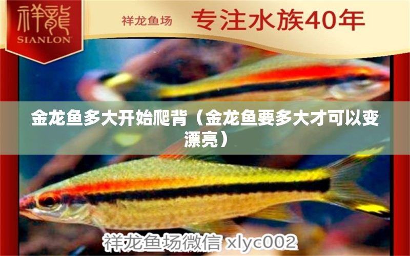 金龍魚多大開始爬背（金龍魚要多大才可以變漂亮）