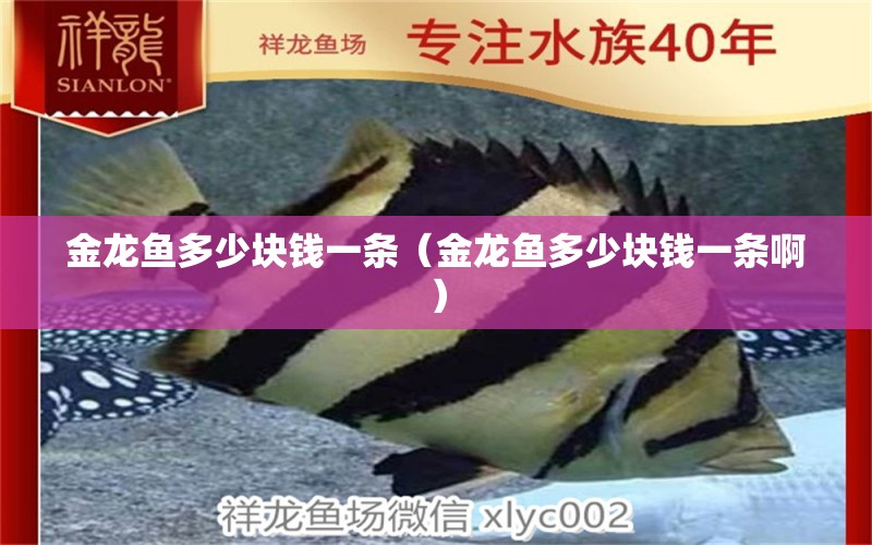 金龍魚多少塊錢一條（金龍魚多少塊錢一條?。? title=