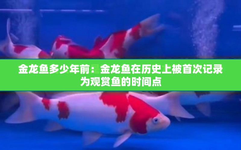 金龍魚多少年前：金龍魚在歷史上被首次記錄為觀賞魚的時間點 水族問答