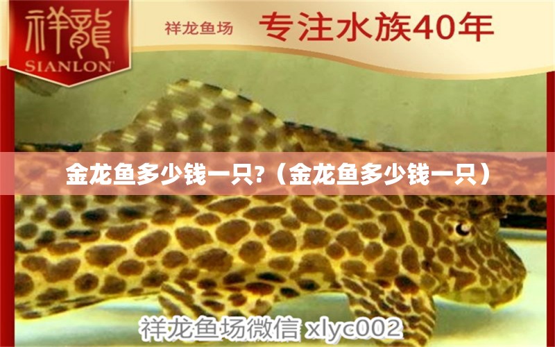 金龍魚多少錢一只?（金龍魚多少錢一只）