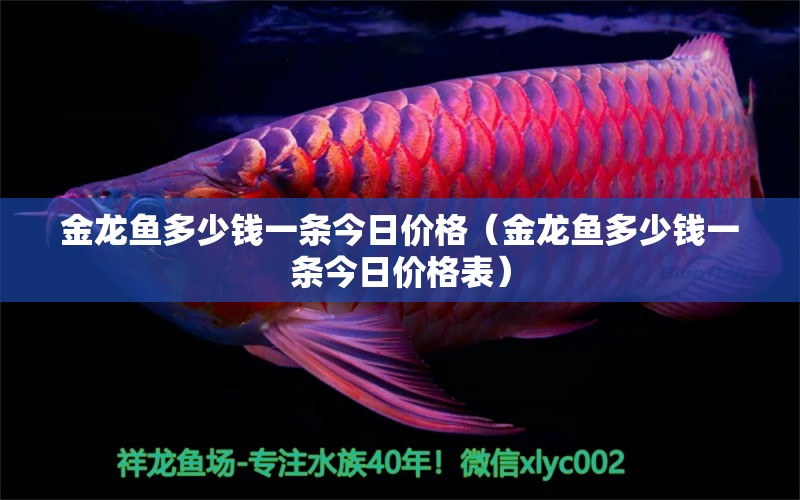 金龍魚多少錢一條今日價格（金龍魚多少錢一條今日價格表）