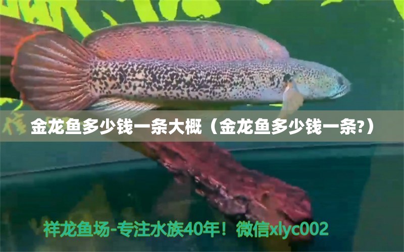 金龍魚多少錢一條大概（金龍魚多少錢一條?） 廣州龍魚批發(fā)市場(chǎng)