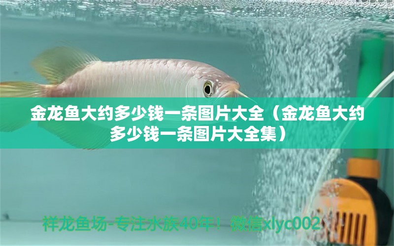 金龍魚大約多少錢一條圖片大全（金龍魚大約多少錢一條圖片大全集）