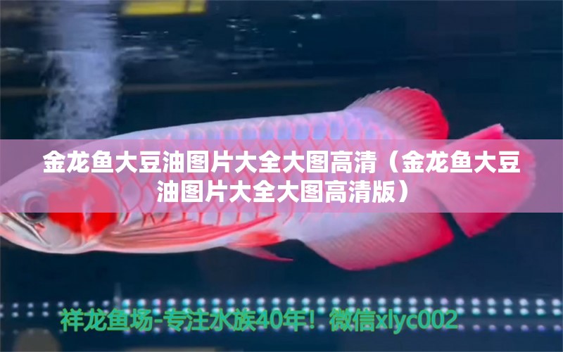 金龍魚大豆油圖片大全大圖高清（金龍魚大豆油圖片大全大圖高清版）