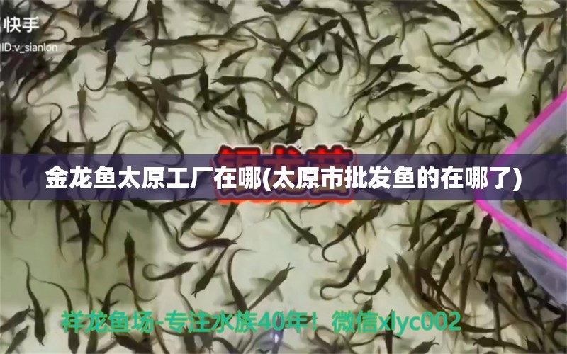 金龍魚太原工廠在哪(太原市批發(fā)魚的在哪了) 成吉思汗鯊（球鯊）魚