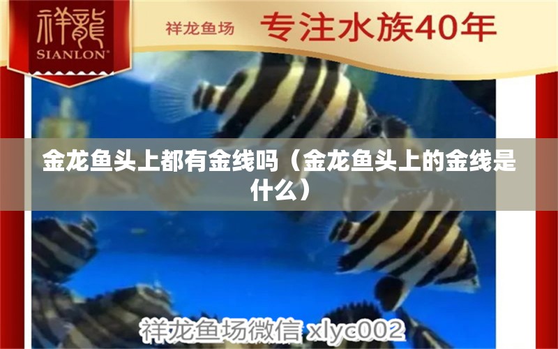 金龍魚頭上都有金線嗎（金龍魚頭上的金線是什么）