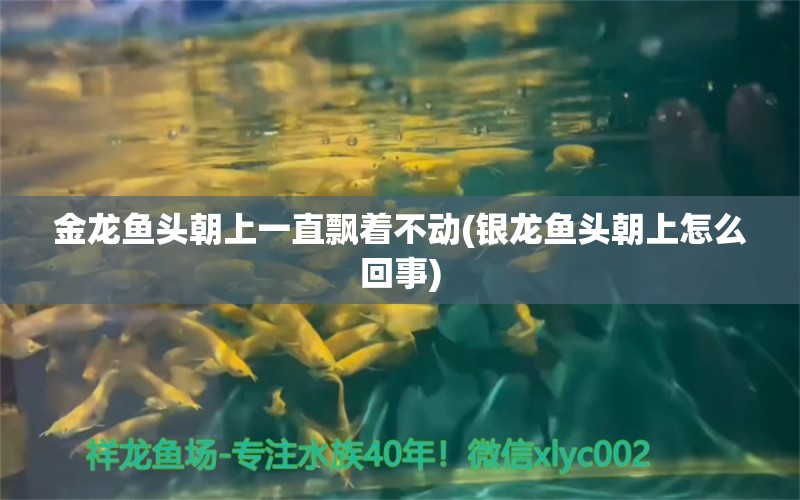 金龍魚頭朝上一直飄著不動(銀龍魚頭朝上怎么回事)