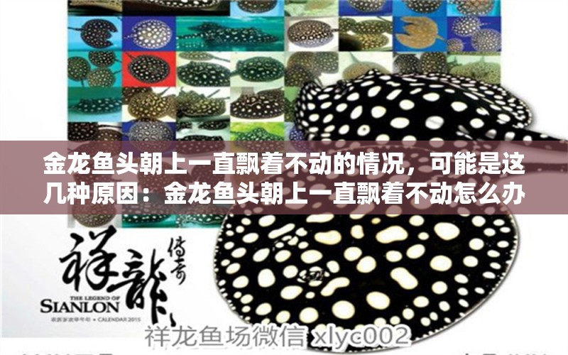 金龍魚頭朝上一直飄著不動的情況，可能是這幾種原因：金龍魚頭朝上一直飄著不動怎么辦