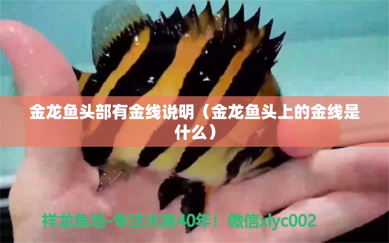 金龍魚頭部有金線說明（金龍魚頭上的金線是什么）