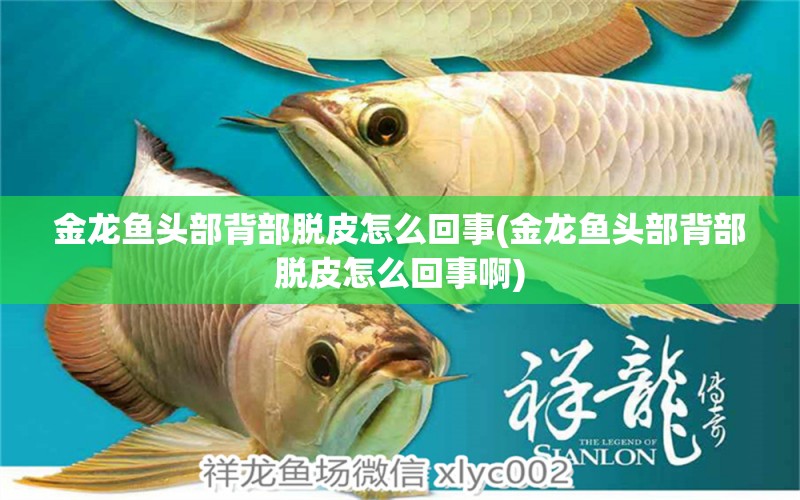 金龍魚(yú)頭部背部脫皮怎么回事(金龍魚(yú)頭部背部脫皮怎么回事啊) 戰(zhàn)車紅龍魚(yú)