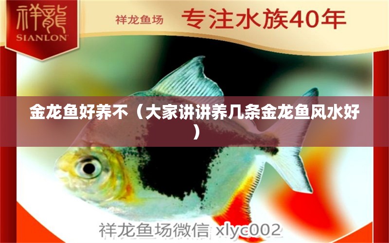 金龍魚好養(yǎng)不（大家講講養(yǎng)幾條金龍魚風(fēng)水好）