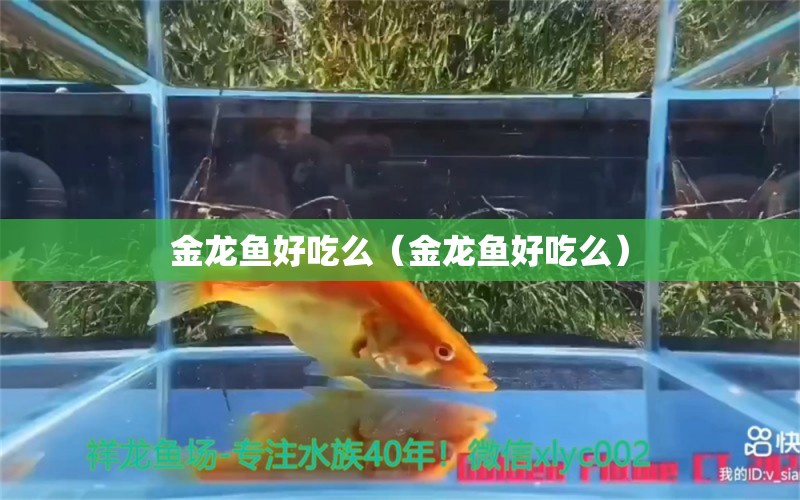 金龍魚好吃么（金龍魚好吃么）