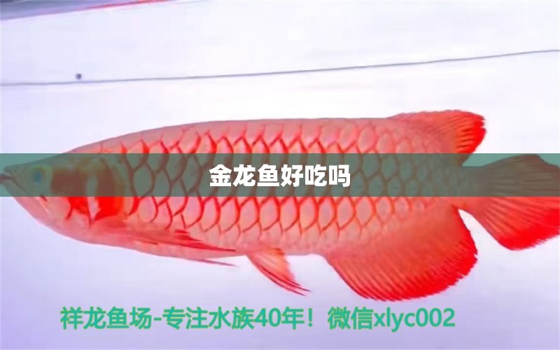 金龍魚好吃嗎