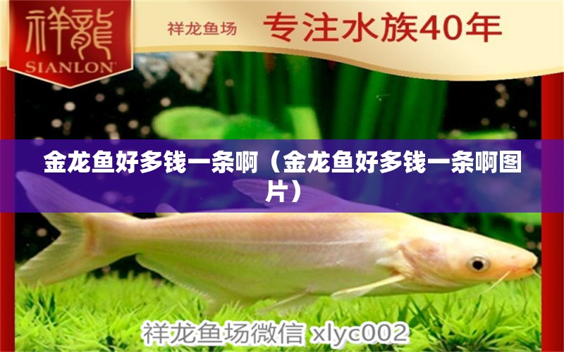 金龍魚(yú)好多錢一條啊（金龍魚(yú)好多錢一條啊圖片） 量子養(yǎng)魚(yú)技術(shù)