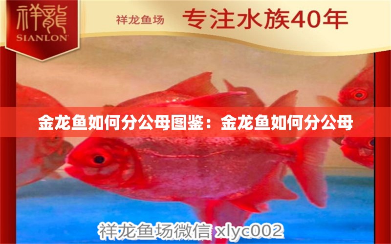 金龍魚(yú)如何分公母圖鑒：金龍魚(yú)如何分公母