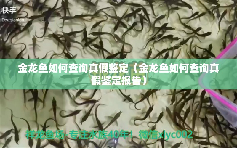 金龍魚如何查詢真假鑒定（金龍魚如何查詢真假鑒定報(bào)告） 觀賞魚批發(fā)