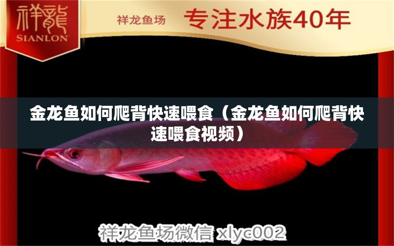 金龍魚(yú)如何爬背快速喂食（金龍魚(yú)如何爬背快速喂食視頻）