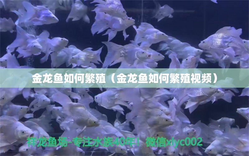 金龍魚如何繁殖（金龍魚如何繁殖視頻）