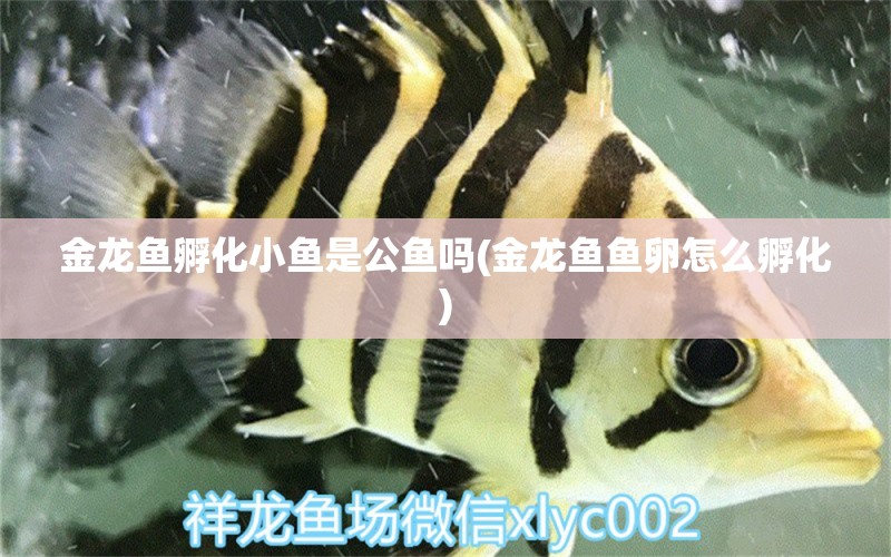 金龍魚孵化小魚是公魚嗎(金龍魚魚卵怎么孵化)