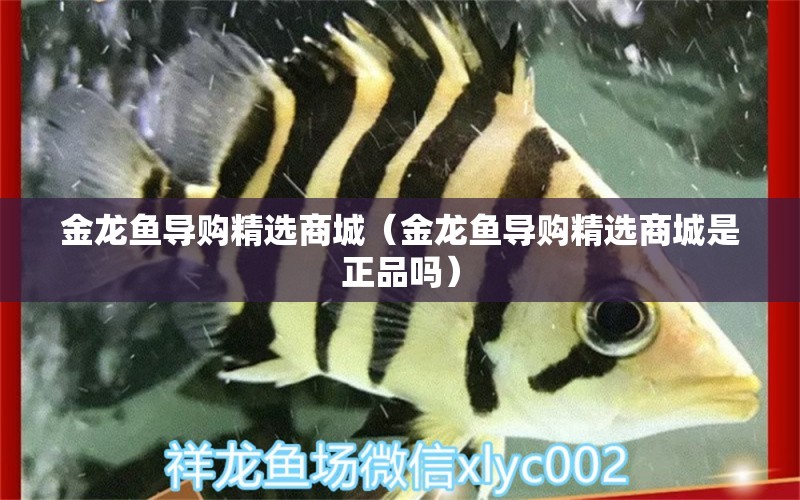 金龍魚導(dǎo)購精選商城（金龍魚導(dǎo)購精選商城是正品嗎） 觀賞魚水族批發(fā)市場