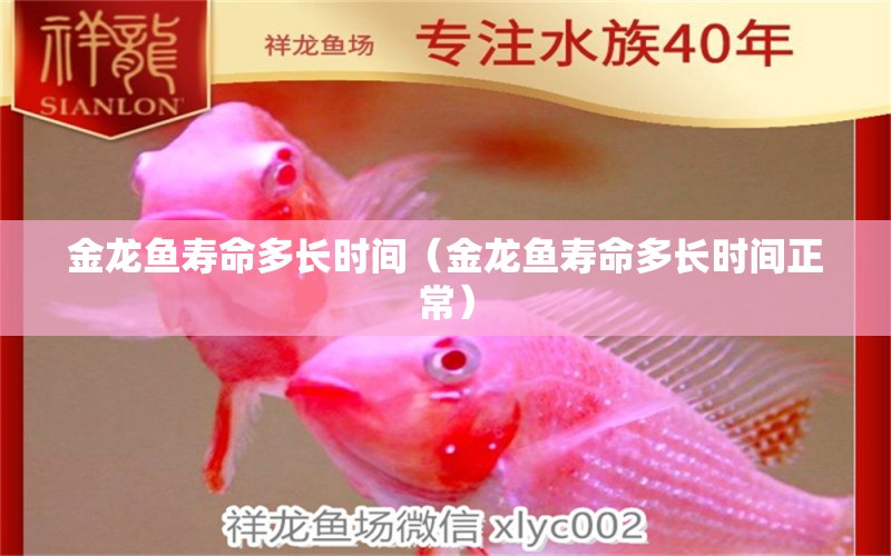 金龍魚壽命多長時間（金龍魚壽命多長時間正常） 祥龍水族醫(yī)院