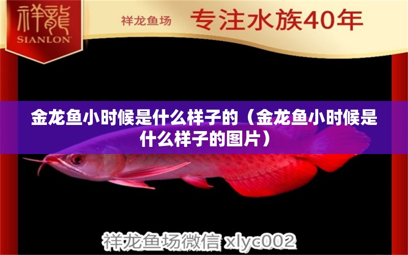 金龍魚小時候是什么樣子的（金龍魚小時候是什么樣子的圖片）