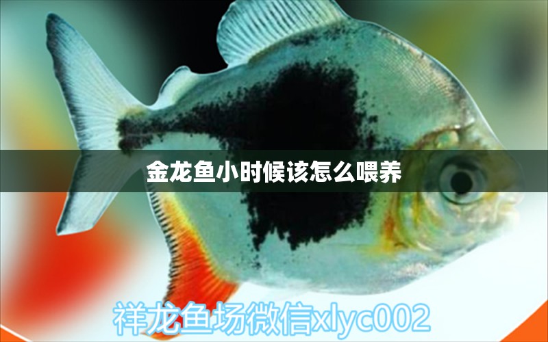 金龍魚小時候該怎么喂養(yǎng) 祥龍魚場