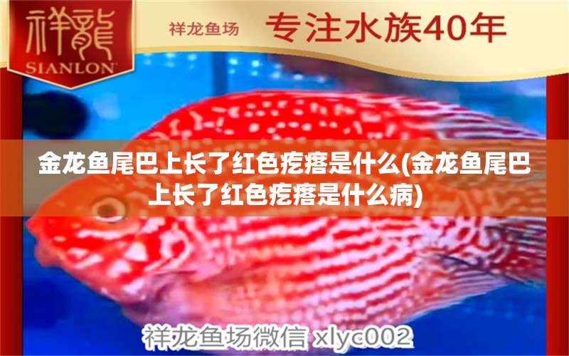 金龍魚尾巴上長(zhǎng)了紅色疙瘩是什么(金龍魚尾巴上長(zhǎng)了紅色疙瘩是什么病) 申古銀版魚