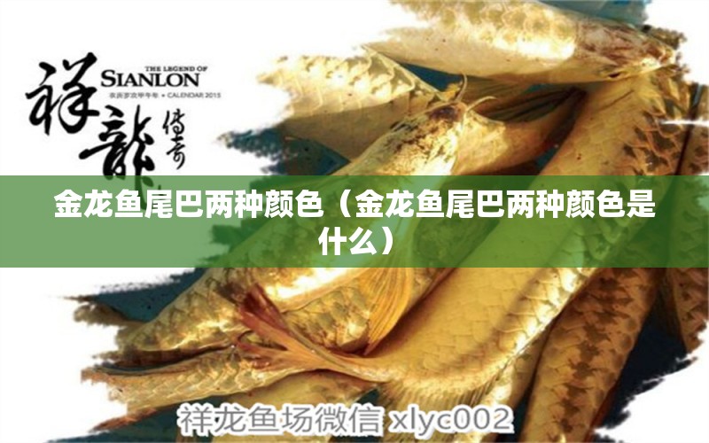 金龍魚尾巴兩種顏色（金龍魚尾巴兩種顏色是什么） 羽毛刀魚苗