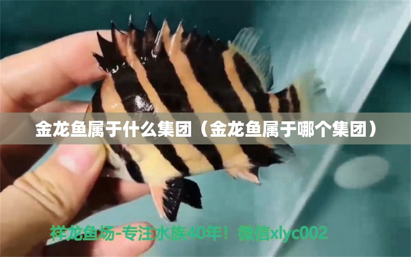 金龍魚(yú)屬于什么集團(tuán)（金龍魚(yú)屬于哪個(gè)集團(tuán)）