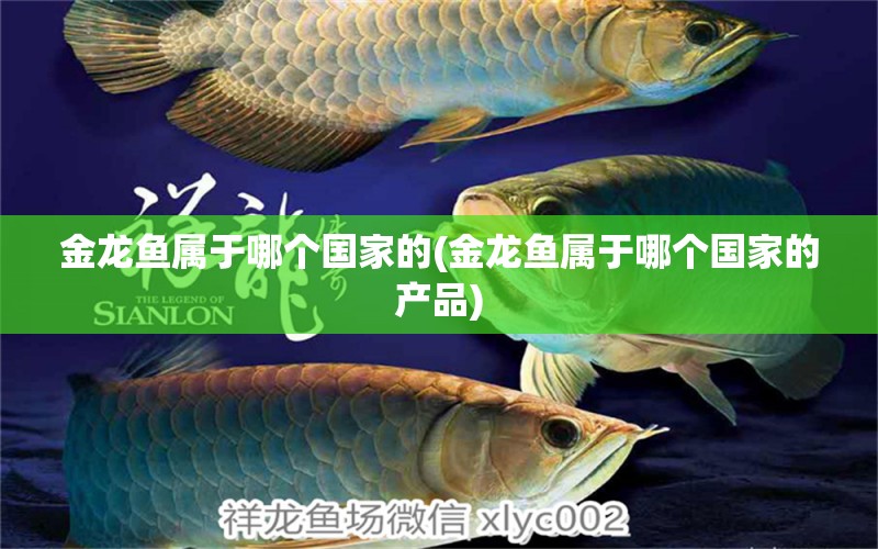 金龍魚屬于哪個(gè)國家的(金龍魚屬于哪個(gè)國家的產(chǎn)品) 祥龍進(jìn)口元寶鳳凰魚