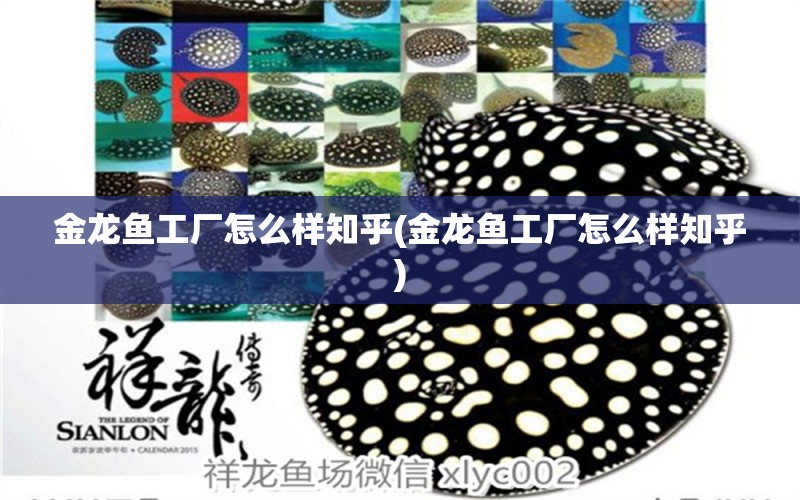 金龍魚工廠怎么樣知乎(金龍魚工廠怎么樣知乎) 紅魔王銀版魚