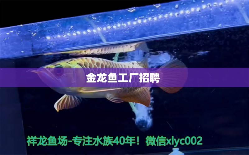 金龍魚工廠招聘  埃及神仙魚