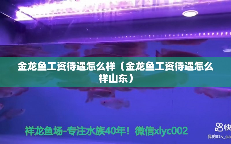 金龍魚工資待遇怎么樣（金龍魚工資待遇怎么樣山東） 黑帝王魟魚