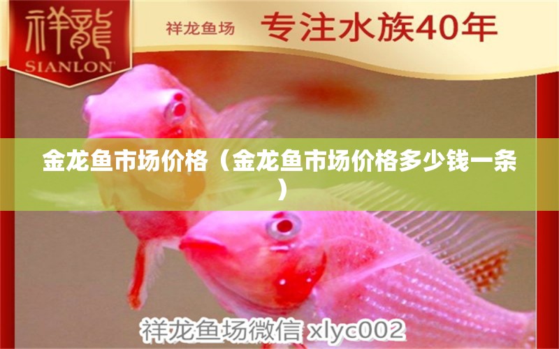 金龍魚市場價格（金龍魚市場價格多少錢一條） 青龍魚