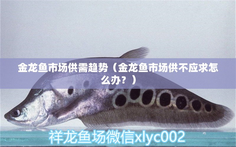 金龍魚(yú)市場(chǎng)供需趨勢(shì)（金龍魚(yú)市場(chǎng)供不應(yīng)求怎么辦？） 水族問(wèn)答 第1張