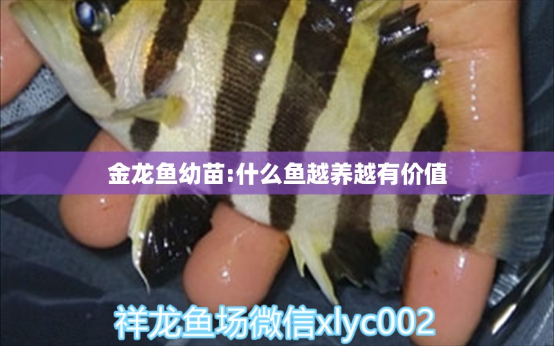 金龍魚幼苗:什么魚越養(yǎng)越有價(jià)值