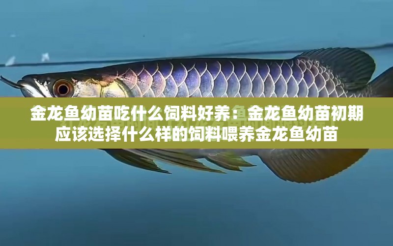 金龍魚幼苗吃什么飼料好養(yǎng)：金龍魚幼苗初期應(yīng)該選擇什么樣的飼料喂養(yǎng)金龍魚幼苗 水族問答 第1張