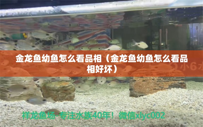 金龍魚幼魚怎么看品相（金龍魚幼魚怎么看品相好壞） 祥龍水族醫(yī)院