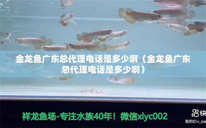 金龍魚廣東總代理電話是多少啊（金龍魚廣東總代理電話是多少?。? title=