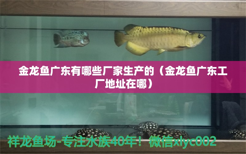 金龍魚廣東有哪些廠家生產(chǎn)的（金龍魚廣東工廠地址在哪）