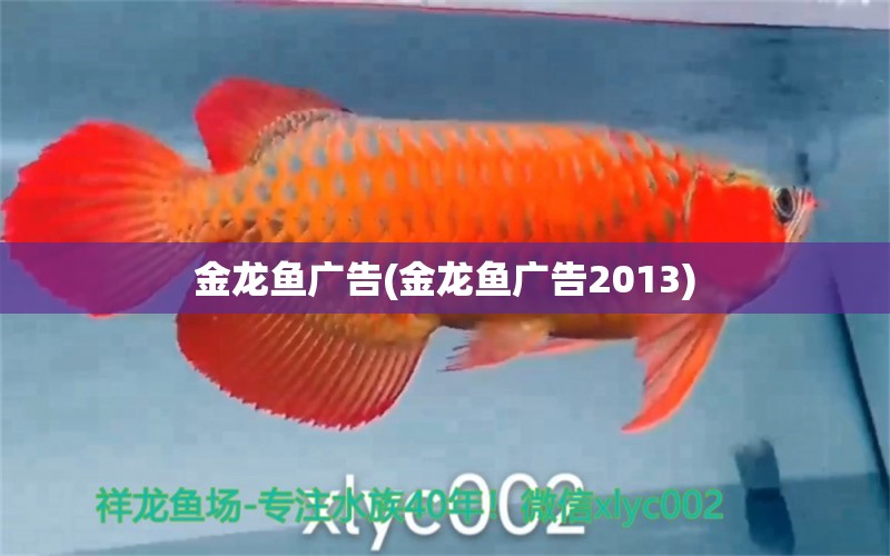 金龍魚廣告(金龍魚廣告2013) 觀賞魚批發(fā)