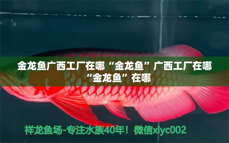 金龍魚廣西工廠在哪“金龍魚”廣西工廠在哪“金龍魚”在哪