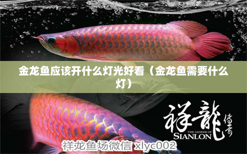 金龍魚應(yīng)該開什么燈光好看（金龍魚需要什么燈） 福滿鉆魚