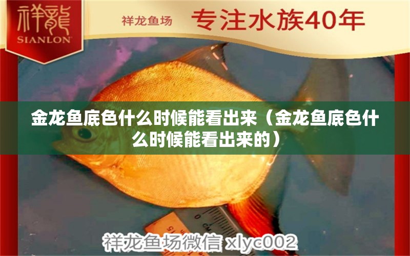 金龍魚底色什么時候能看出來（金龍魚底色什么時候能看出來的）